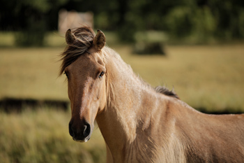 Reiten in de Anden, Chile und Argentinien, Die Pferde von Antilco: Puelche